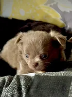 Tiny Hinies, a male Chihuahua for sale in Chesapeake, VA – Photo 2 of 7