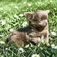 AKC Clifford , a male Chihuahua for sale in Chesapeake, VA – Photo 2 of 10