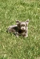 AKC Clifford , a male Chihuahua for sale in Chesapeake, VA – Photo 10 of 10