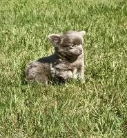 AKC Clifford , a male Chihuahua for sale in Chesapeake, VA – Photo 6 of 10