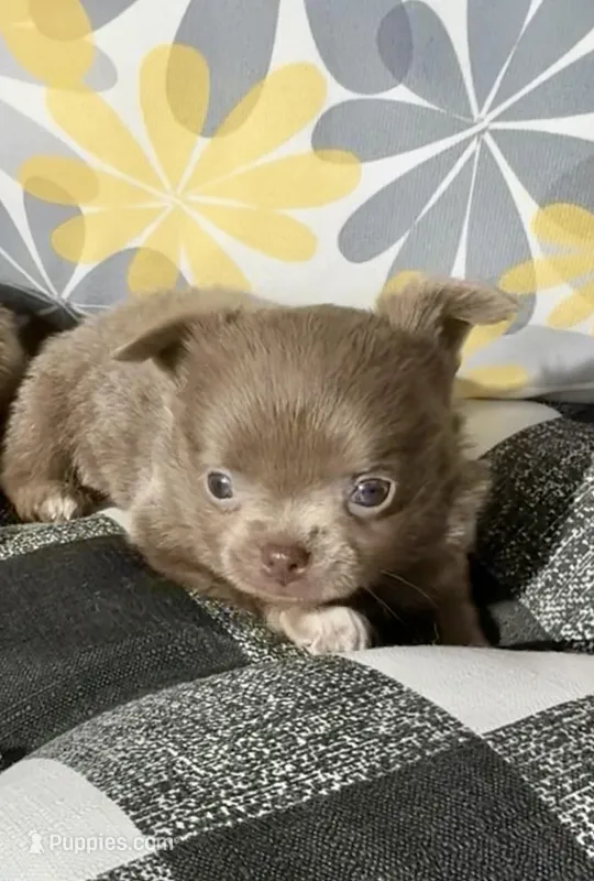 Tiny Hinies – Chihuahua puppy for sale in Chesapeake, VA