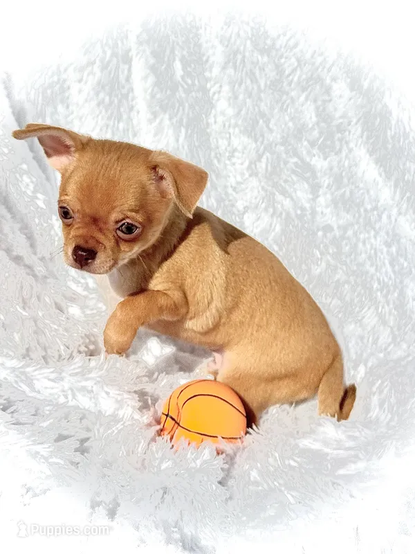 AKC Peanut  – Chihuahua puppy for sale in Chesapeake, VA