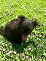 AKC Rambo , a male Chihuahua for sale in Chesapeake, VA – 3 of 5