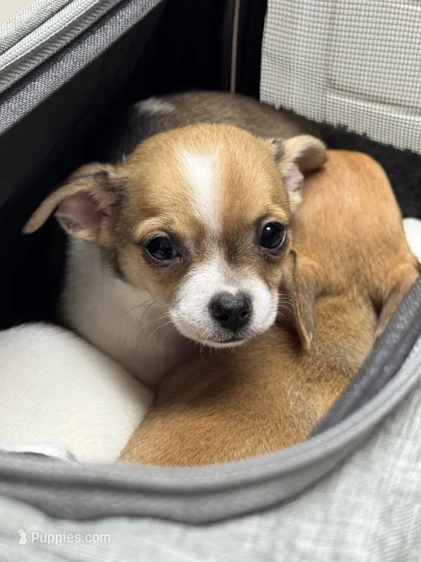 AKC Ginny Lynn – Chihuahua puppy for sale in Chesapeake, VA