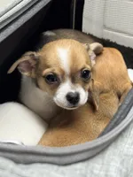 AKC Ginny Lynn, a female Chihuahua for sale in Chesapeake, VA – 1 of 2