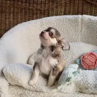 Benjamin Buttons, a male Chihuahua for sale in Chesapeake, VA – 2 of 8
