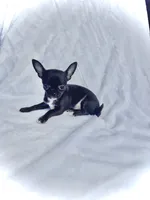 AKC Tiny Pixie, a female Chihuahua for sale in Chesapeake, VA – 2 of 4