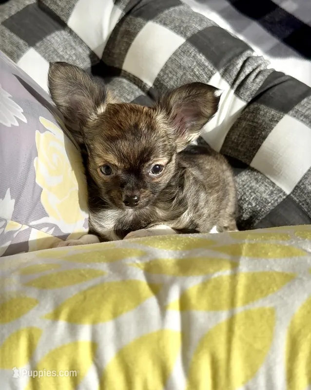 Ziggy – Chihuahua puppy for sale in Chesapeake, VA