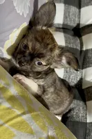 Ziggy, a male Chihuahua for sale in Chesapeake, VA – Photo 5 of 6