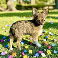 Ziggy, a male Chihuahua for sale in Chesapeake, VA – Photo 1 of 6