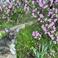 Ziggy, a male Chihuahua for sale in Chesapeake, VA – Photo 6 of 6
