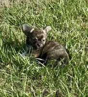 Ziggy, a male Chihuahua for sale in Chesapeake, VA – Photo 4 of 6