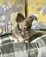 Ziggy, a male Chihuahua for sale in Chesapeake, VA – Photo 3 of 6