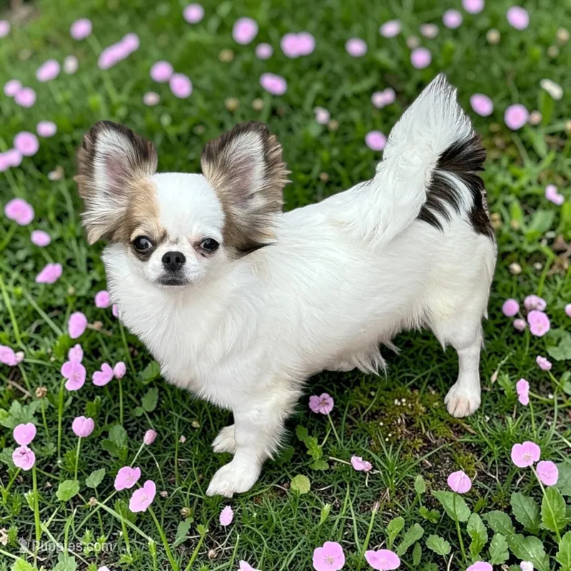 AKC Jasmine  – Chihuahua puppy for sale in Chesapeake, VA