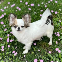 AKC Jasmine , a female Chihuahua for sale in Chesapeake, VA – Photo 1 of 2