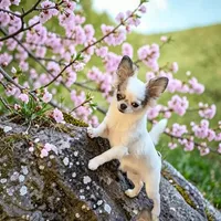 AKC Jasmine , a female Chihuahua for sale in Chesapeake, VA – Photo 2 of 2