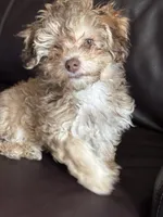 Coco Puff, a female Pomapoo and Bernedoodle for sale in Franklin, OH – 9 of 10