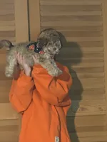Brows, a female Poodle - Miniature  for sale in Franklin, OH – 6 of 10