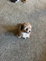 Brows, a female Poodle - Miniature  for sale in Franklin, OH – 10 of 10