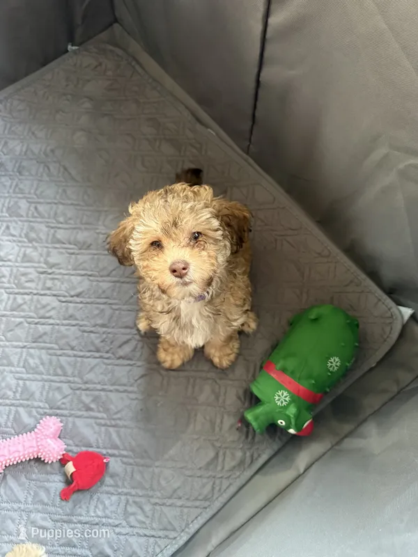 Brows – Poodle - Miniature  puppy for sale in Franklin, OH