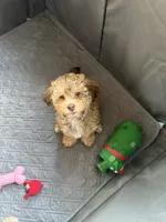 Brows, a female Poodle - Miniature  for sale in Franklin, OH – 1 of 10