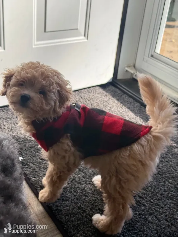 Oatmeal – Bernese Mountain Dog, Poodle - Miniature  puppy for sale in Franklin, OH
