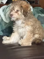 Coco Puff, a female Pomapoo and Bernedoodle for sale in Franklin, OH – 8 of 10