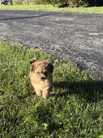 Carmelita, a female Pomapoo and Bernedoodle for sale in Franklin, OH – 10 of 10