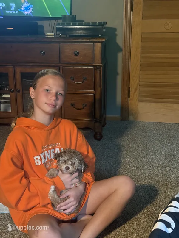 Carmoleta  – Poodle - Miniature  puppy for sale in Franklin, OH