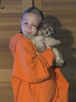 Brows, a female Poodle - Miniature  for sale in Franklin, OH – 4 of 10