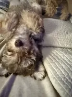 Brows, a female Poodle - Miniature  for sale in Franklin, OH – 9 of 10