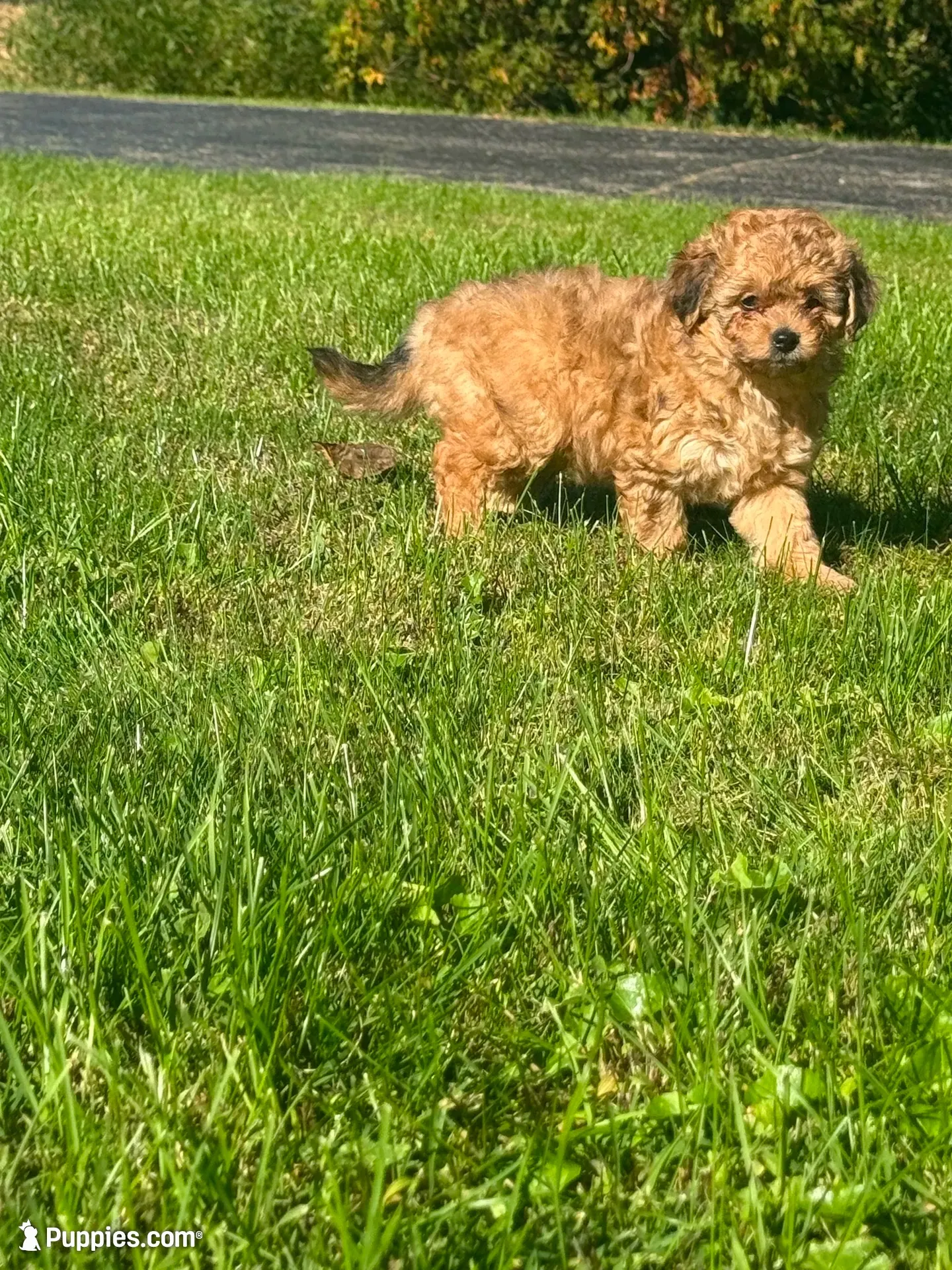 Carmelita, a female Pomapoo and Bernedoodle for sale in Franklin, OH – 2 of 10