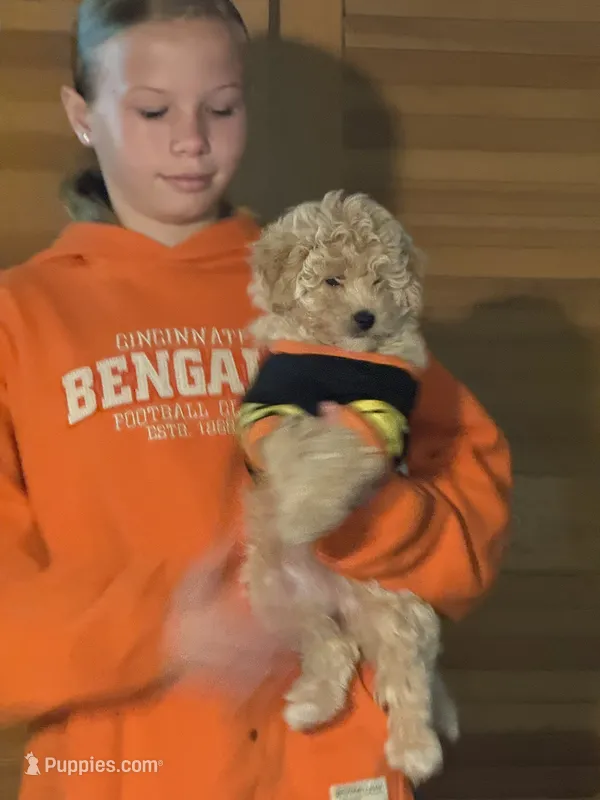 Oatmeal – Bernese Mountain Dog, Poodle - Miniature  puppy for sale in Franklin, OH