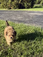 Brows, a female Poodle - Miniature  for sale in Franklin, OH – 5 of 10