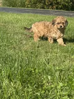 Brows, a female Poodle - Miniature  for sale in Franklin, OH – 3 of 10