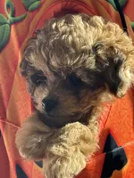 Carmoleta , a female Bernese Mountain Dog and Pomapoo for sale in Franklin, OH – 2 of 10