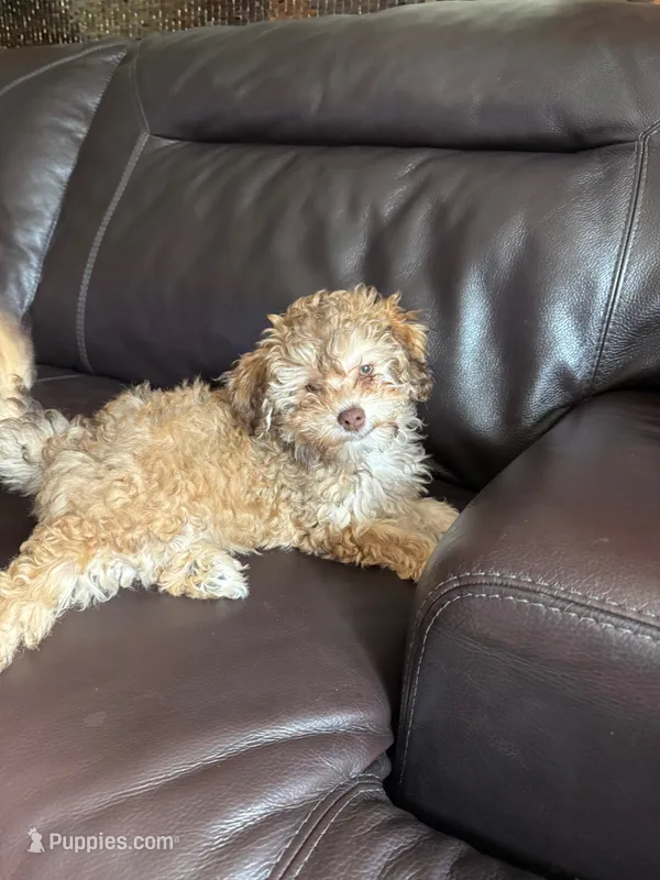 Coco Puff, a female Pomapoo and Bernedoodle for sale in Franklin, OH – 1 of 10