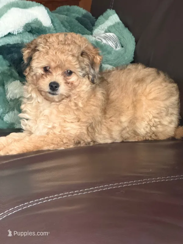 Carmelita, a female Pomapoo and Bernedoodle for sale in Franklin, OH – 1 of 10
