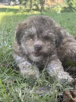 Coco Puff, a female Pomapoo and Bernedoodle for sale in Franklin, OH – 10 of 10