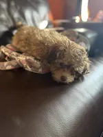 Brows, a female Poodle - Miniature  for sale in Franklin, OH – 8 of 10