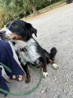 Milly, a female Australian Shepherd and Miniature American Shepherd for sale in Salem, OR – 4 of 8