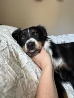 Milly, a female Australian Shepherd and Miniature American Shepherd for sale in Salem, OR – 6 of 8