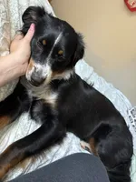 Milly, a female Australian Shepherd and Miniature American Shepherd for sale in Salem, OR – 2 of 8