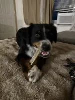 Milly, a female Australian Shepherd and Miniature American Shepherd for sale in Salem, OR – 5 of 8
