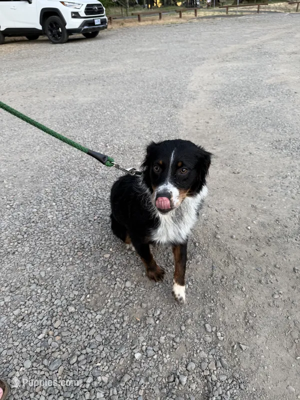 Milly – Australian Shepherd, Miniature American Shepherd puppy for sale in Salem, OR