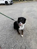 Milly, a female Australian Shepherd and Miniature American Shepherd for sale in Salem, OR – 1 of 8