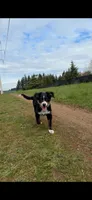 Milly, a female Australian Shepherd and Miniature American Shepherd for sale in Salem, OR – 3 of 8