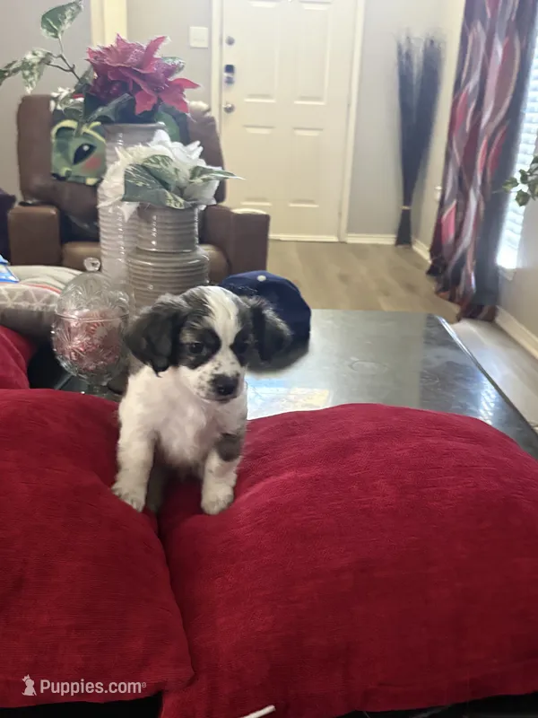 John – Mal Shi puppy for sale in Glenn Heights, TX