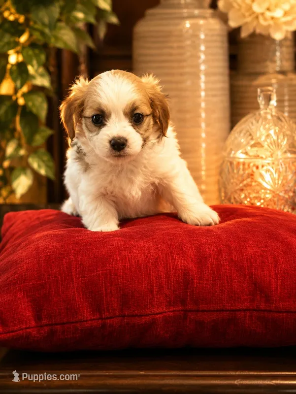 Princess – Mal Shi puppy for sale in Glenn Heights, TX