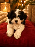 Panda, a male Mal Shi for sale in Glenn Heights, TX – 1 of 1
